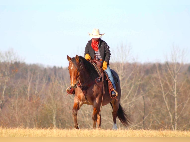 American Quarter Horse Gelding 9 years 15,1 hh Roan-Bay in Clarion