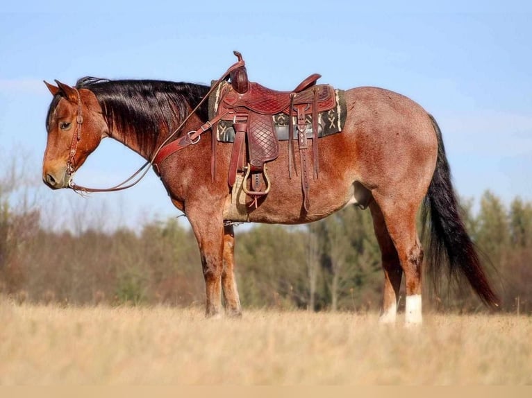 American Quarter Horse Gelding 9 years 15,1 hh Roan-Bay in Clarion