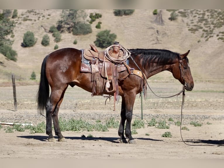 American Quarter Horse Gelding 9 years 15.1 hh Roan-Bay in King City CA