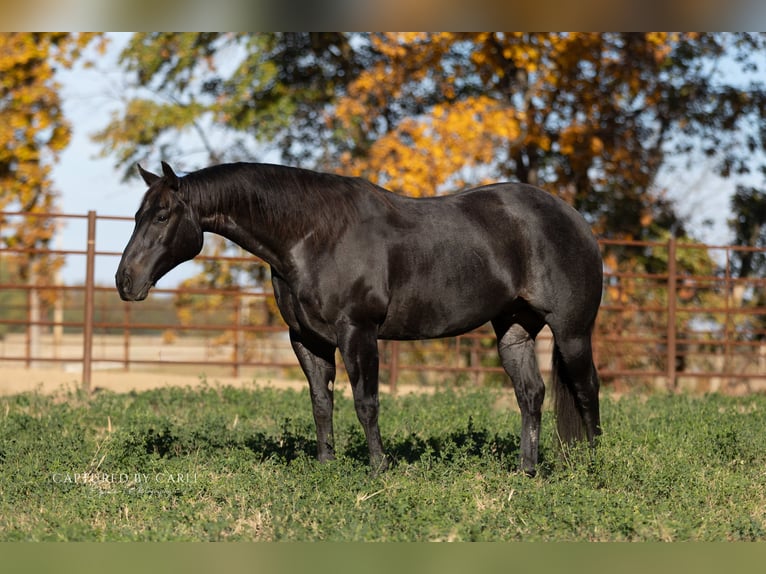 American Quarter Horse Gelding 9 years 15.1 hh Roan-Blue in Lewistown