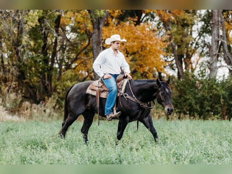 American Quarter Horse Gelding 9 years 15.1 hh Roan-Blue in Lewistown