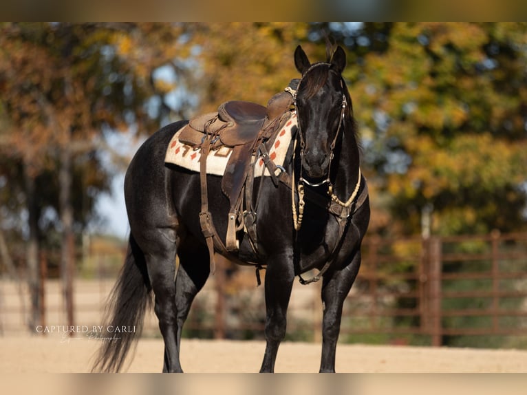American Quarter Horse Gelding 9 years 15.1 hh Roan-Blue in Lewistown