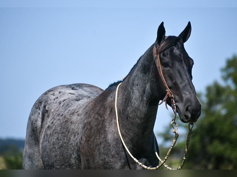 American Quarter Horse Gelding 9 years 15,1 hh Roan-Blue in Halfway, MO