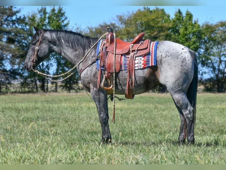 American Quarter Horse Gelding 9 years 15,1 hh Roan-Blue in Halfway, MO
