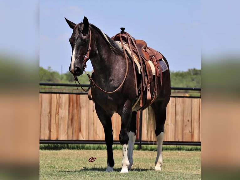 American Quarter Horse Gelding 9 years 15,1 hh Roan-Blue in Jacksboro, TX
