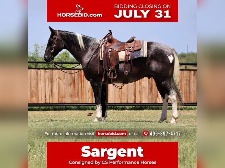 American Quarter Horse Gelding 9 years 15,1 hh Roan-Blue in Jacksboro, TX
