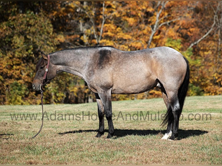 American Quarter Horse Gelding 9 years 15,1 hh Roan-Blue in Mount Vernon