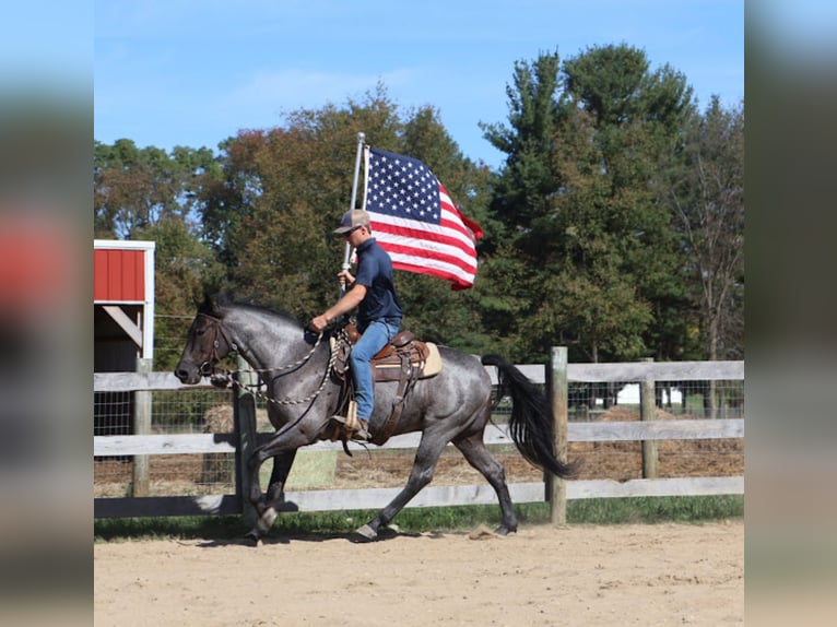 American Quarter Horse Gelding 9 years 15.1 hh Roan-Blue in Howell
