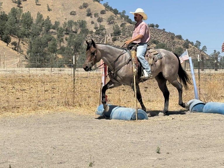 American Quarter Horse Gelding 9 years 15.1 hh Roan-Blue in Paicines CA