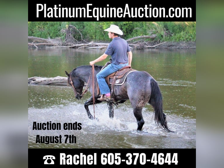 American Quarter Horse Gelding 9 years 15,1 hh Roan-Blue in rUSK tX