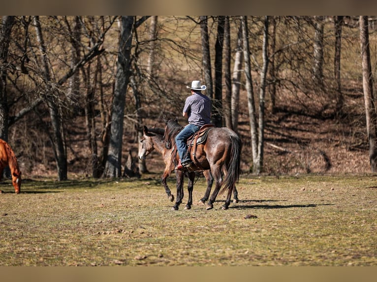 American Quarter Horse Gelding 9 years 15.1 hh Roan-Blue in Santa Fe, TN