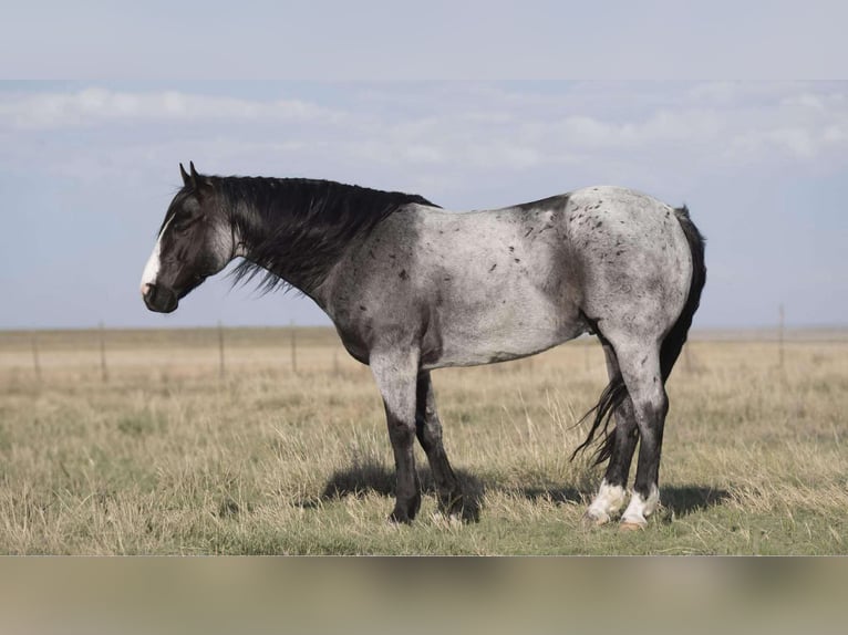 American Quarter Horse Gelding 9 years 15,1 hh Roan-Blue in Sweet Springs Mo