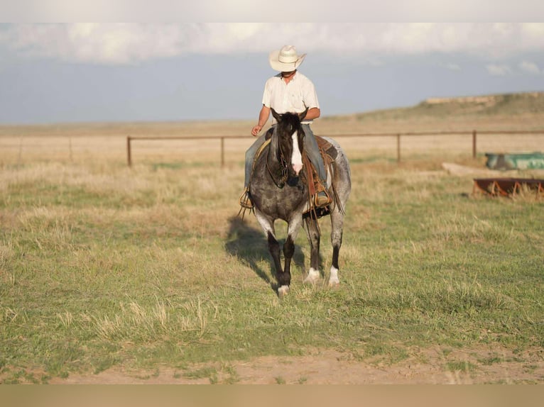 American Quarter Horse Gelding 9 years 15,1 hh Roan-Blue in Sweet Springs Mo