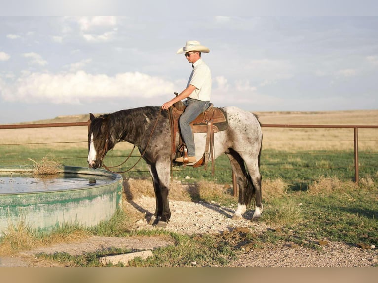 American Quarter Horse Gelding 9 years 15,1 hh Roan-Blue in Sweet Springs Mo