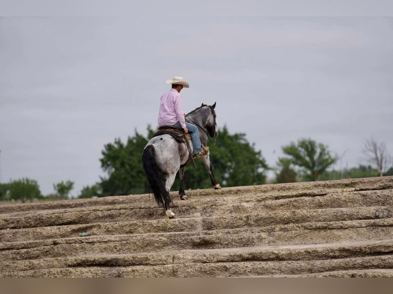 American Quarter Horse Gelding 9 years 15,1 hh Roan-Blue in Sweet Springs Mo