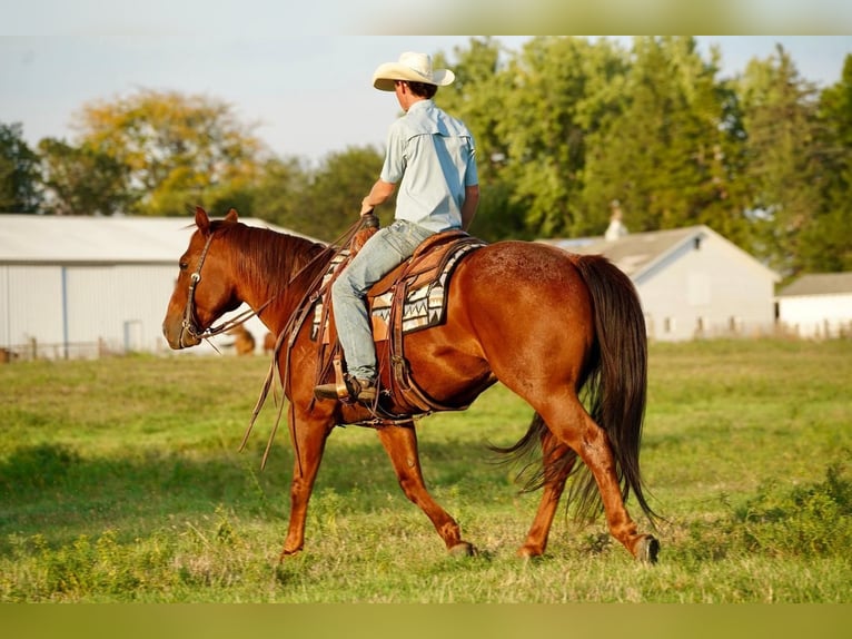 American Quarter Horse Gelding 9 years 15,1 hh Roan-Red in Valley Springs