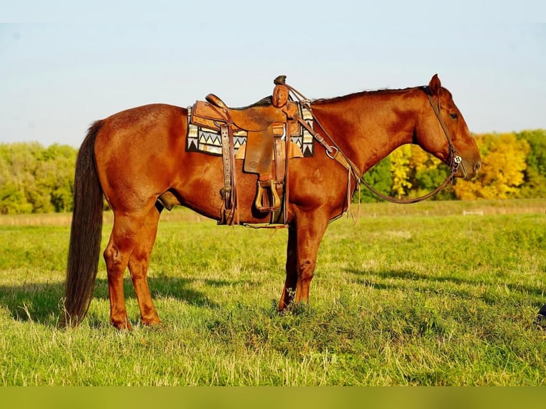American Quarter Horse Gelding 9 years 15,1 hh Roan-Red in Valley Springs