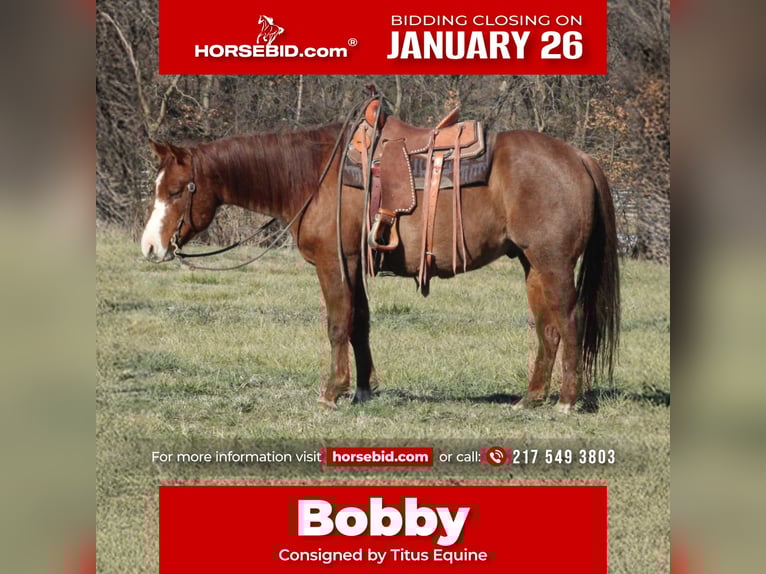 American Quarter Horse Gelding 9 years 15.1 hh Roan-Red in Brownstown