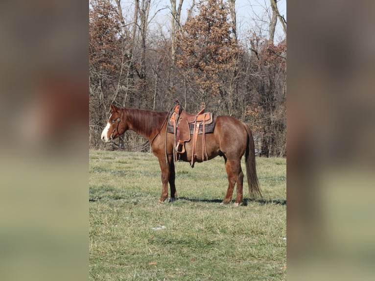 American Quarter Horse Gelding 9 years 15.1 hh Roan-Red in Brownstown