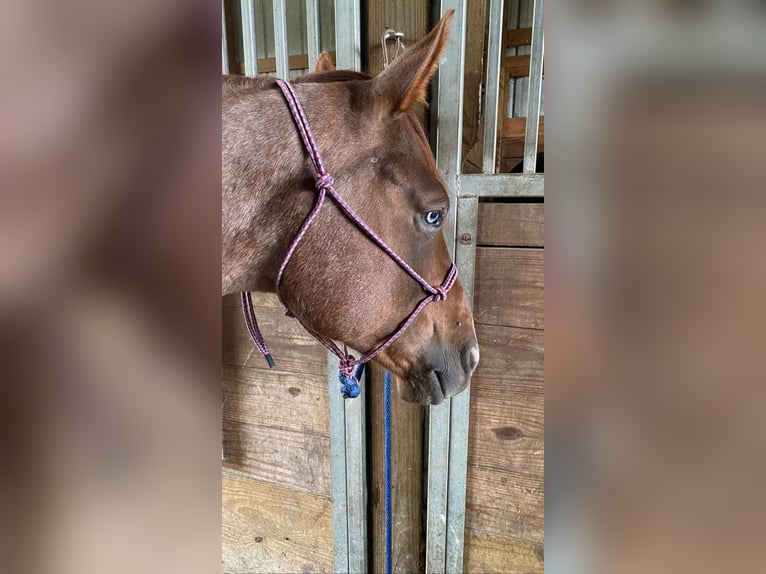 American Quarter Horse Gelding 9 years 15.1 hh Roan-Red in Brownstown