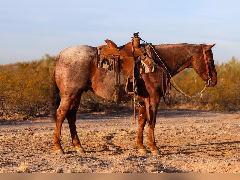 American Quarter Horse Gelding 9 years 15,1 hh Roan-Red in Casa Grande, AZ