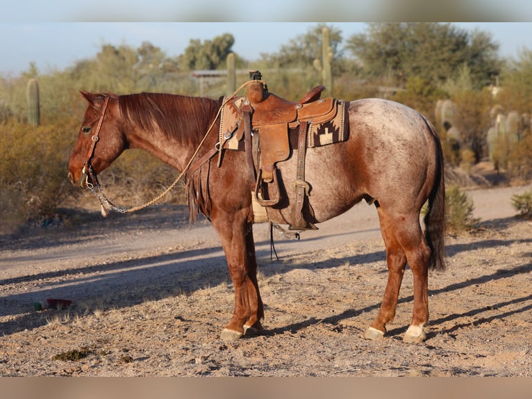 American Quarter Horse Gelding 9 years 15,1 hh Roan-Red in Casa Grande, AZ