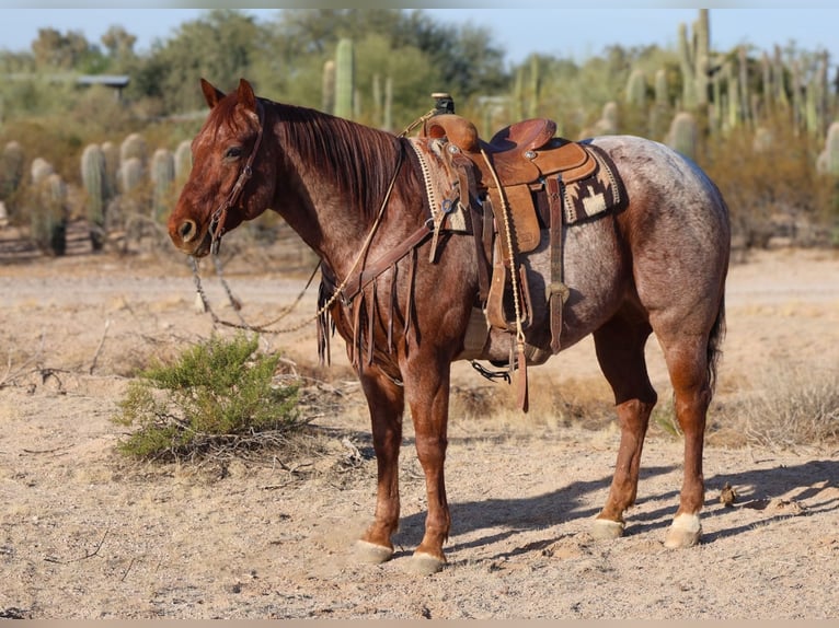 American Quarter Horse Gelding 9 years 15,1 hh Roan-Red in Casa Grande, AZ