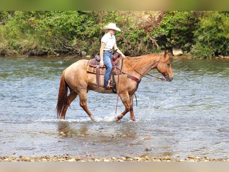 American Quarter Horse Gelding 9 years 15,1 hh Roan-Red in Clarion