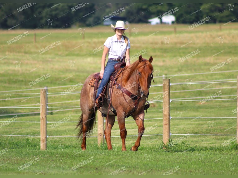 American Quarter Horse Gelding 9 years 15,1 hh Roan-Red in Clarion