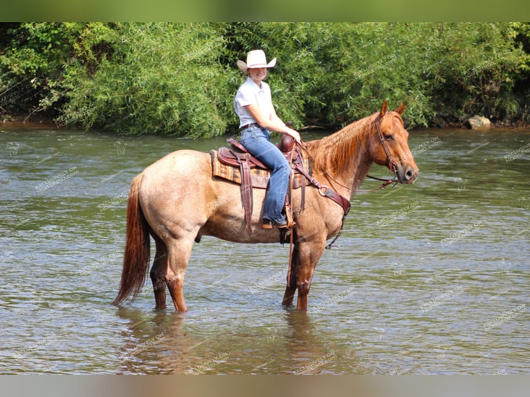 American Quarter Horse Gelding 9 years 15,1 hh Roan-Red in Clarion