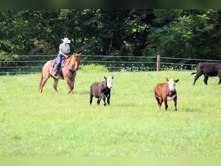 American Quarter Horse Gelding 9 years 15,1 hh Roan-Red in Clarion