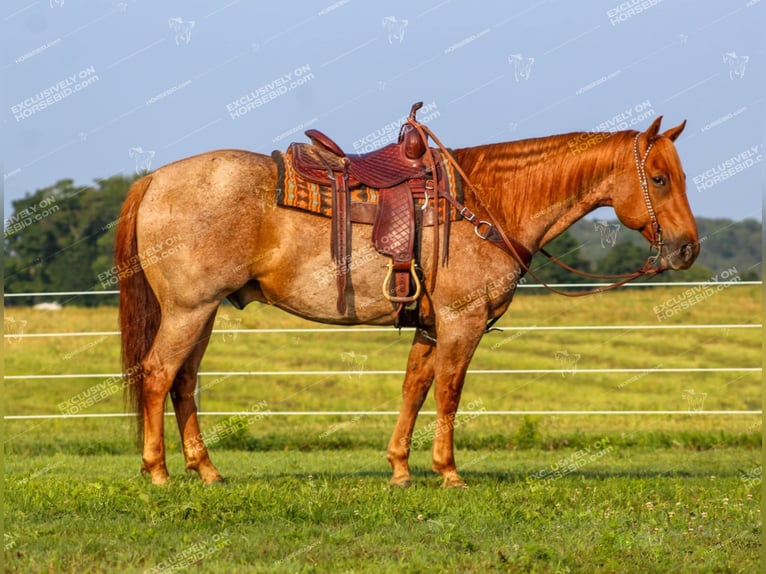 American Quarter Horse Gelding 9 years 15,1 hh Roan-Red in Clarion