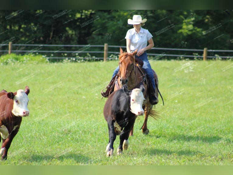 American Quarter Horse Gelding 9 years 15,1 hh Roan-Red in Clarion