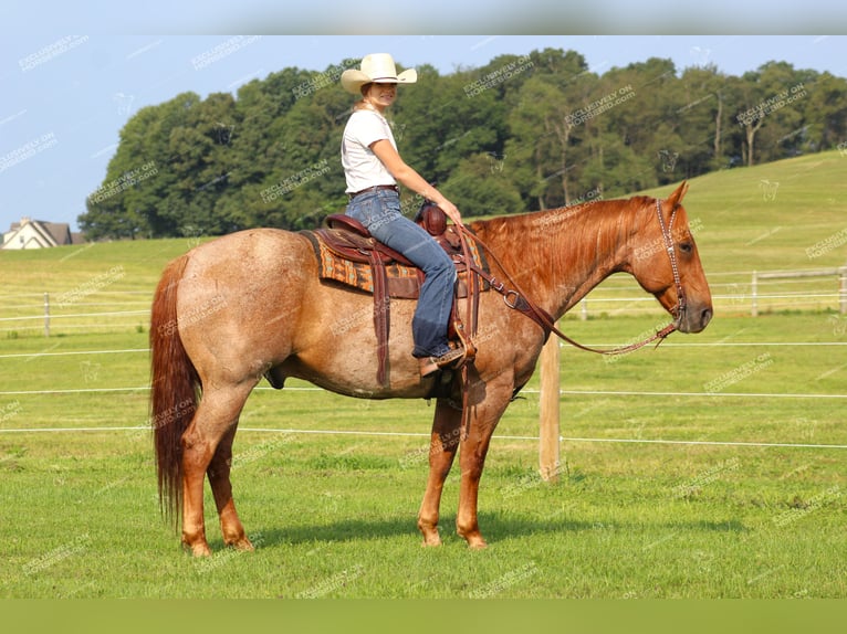 American Quarter Horse Gelding 9 years 15,1 hh Roan-Red in Clarion