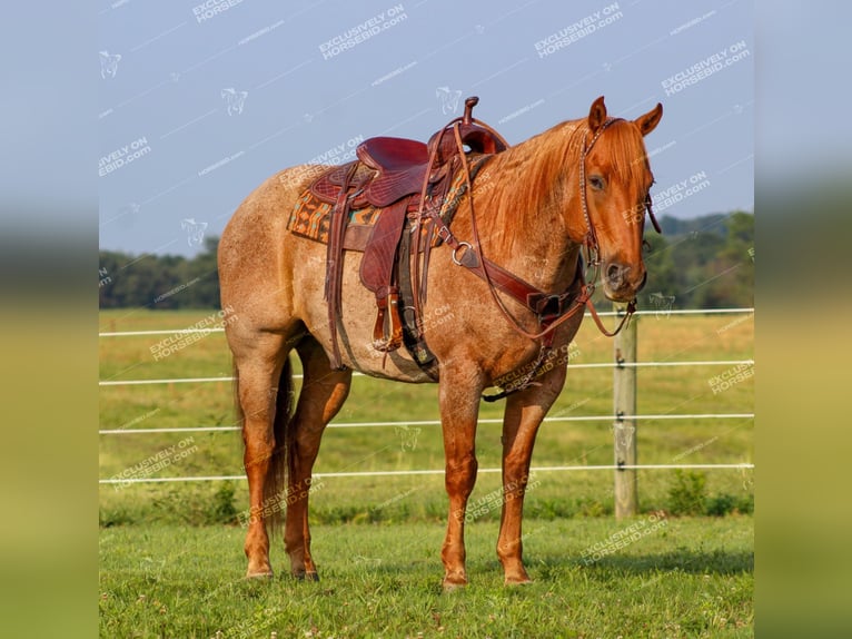 American Quarter Horse Gelding 9 years 15,1 hh Roan-Red in Clarion