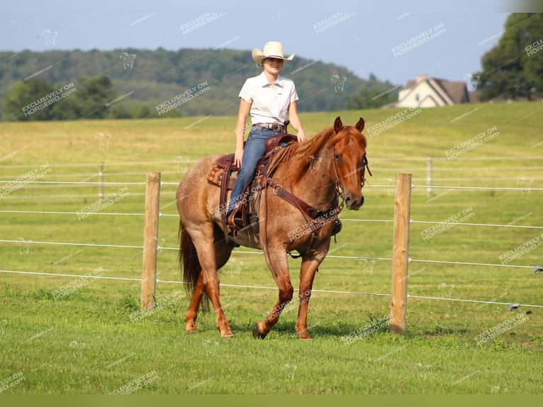 American Quarter Horse Gelding 9 years 15,1 hh Roan-Red in Clarion