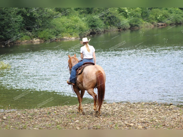 American Quarter Horse Gelding 9 years 15,1 hh Roan-Red in Clarion