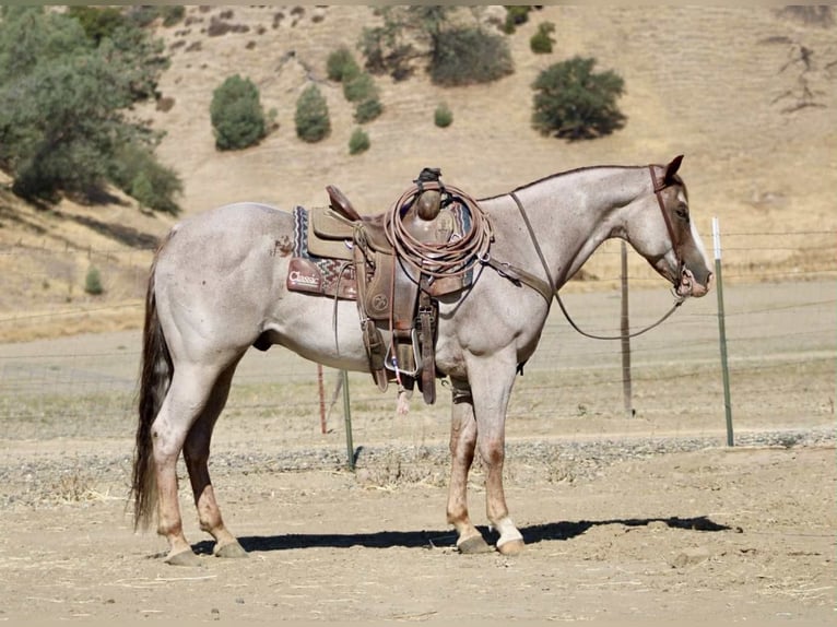 American Quarter Horse Gelding 9 years 15,1 hh Roan-Red in Paicines CA