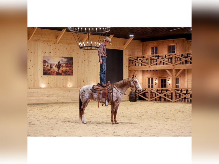 American Quarter Horse Gelding 9 years 15.1 hh  in Needmore