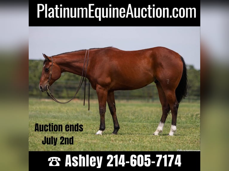 American Quarter Horse Gelding 9 years 15,2 hh Bay in Weatherford TX