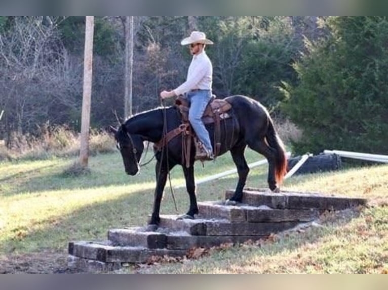 American Quarter Horse Mix Gelding 9 years 15,2 hh Black in Purdy, MO