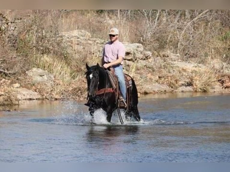 American Quarter Horse Mix Gelding 9 years 15,2 hh Black in Purdy, MO