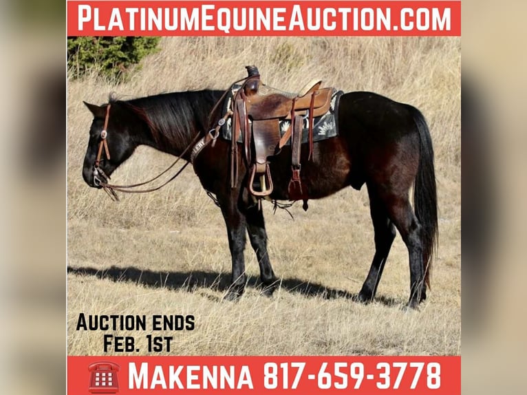 American Quarter Horse Gelding 9 years 15.2 hh Black in Mineral Wells TX