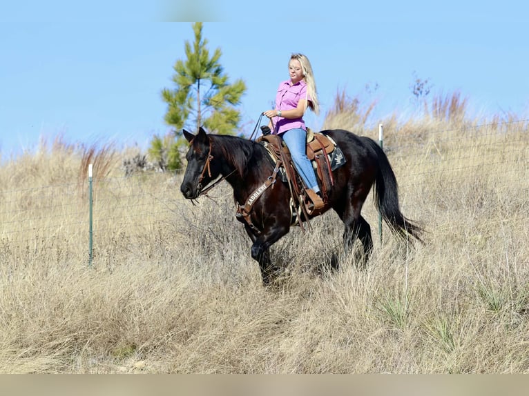 American Quarter Horse Gelding 9 years 15.2 hh Black in Mineral Wells TX