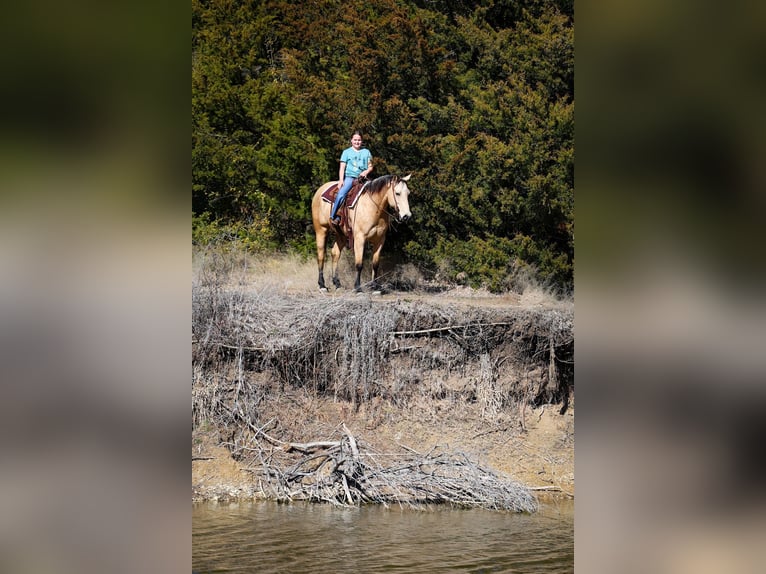 American Quarter Horse Gelding 9 years 15.2 hh Buckskin in Forney