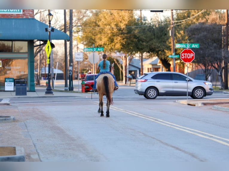 American Quarter Horse Gelding 9 years 15.2 hh Buckskin in Forney