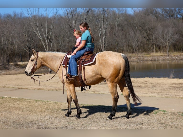 American Quarter Horse Gelding 9 years 15.2 hh Buckskin in Forney