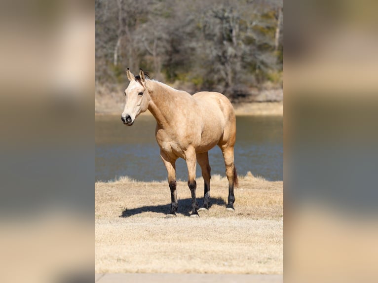American Quarter Horse Gelding 9 years 15.2 hh Buckskin in Forney