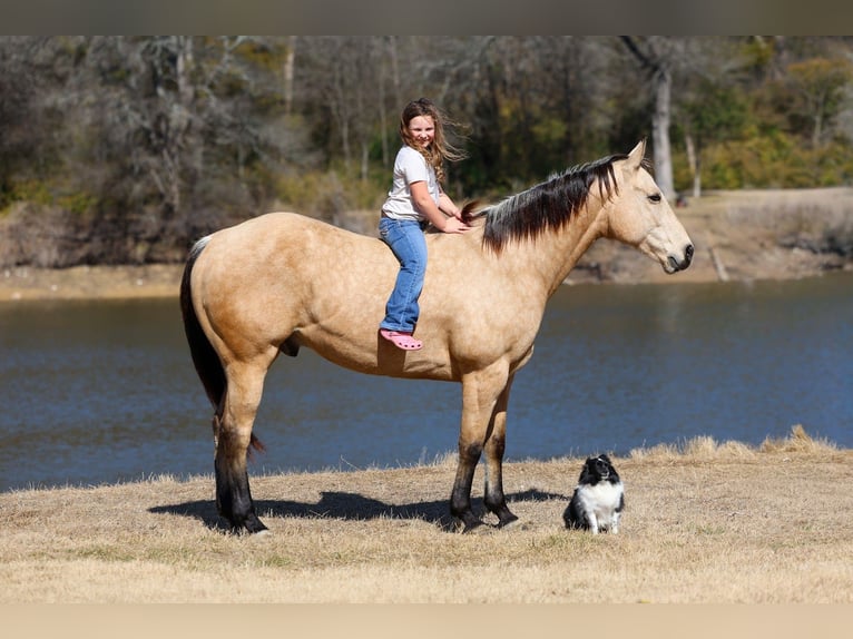 American Quarter Horse Gelding 9 years 15.2 hh Buckskin in Forney