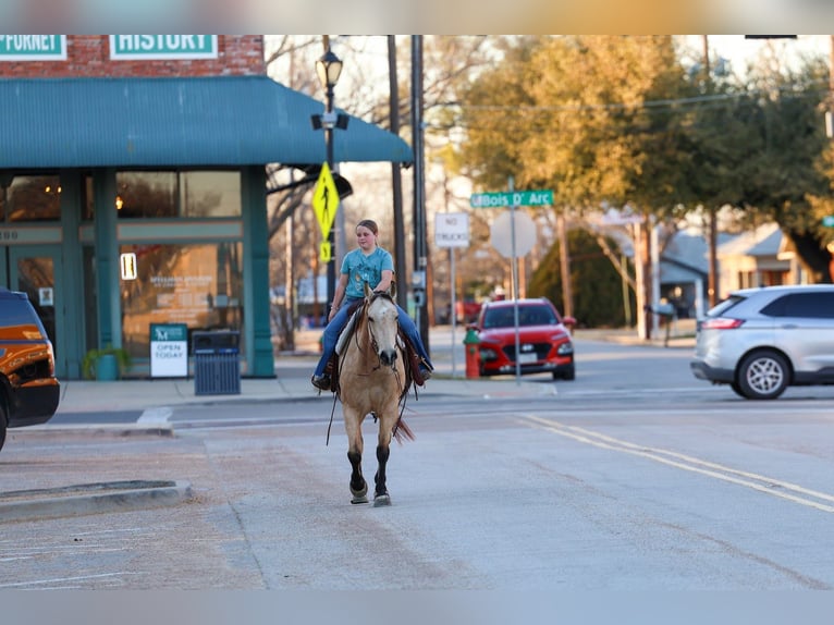American Quarter Horse Gelding 9 years 15.2 hh Buckskin in Forney